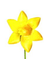 Small Metal Garden Flower Stake - Daffodil Design