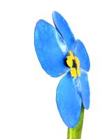 Small Metal Garden Flower Stake - Forget Me Not Design