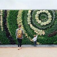 Top Tips on how to create a "Living wall"