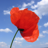 Why do People wear Poppies as a Symbol of Remembrance Day?